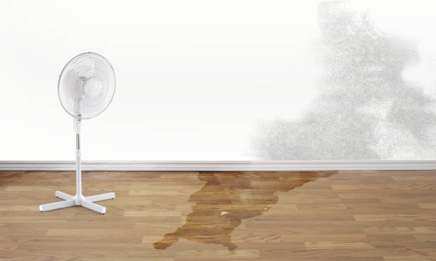 Best Carpet water damage restoration  in Princeville, HI